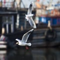 Seagull circling around