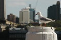 Seagull in the city