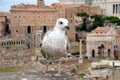 Seagull on city background in Rome