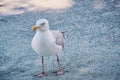 Seagull in the city in Brittany