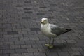 Seagull on city road