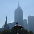 Seagull city