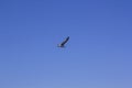 A seagull on a clear blue sky and the trail of a flying airplane. Minimalism. Flight of bird