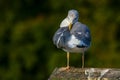 Seagull clear wings against natural green background