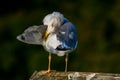 Seagull clear wings against natural green background