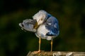 Seagull clear wings against natural green background