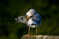 Seagull clear wings against natural green background