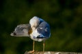 Seagull clear wings against natural green background