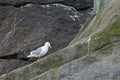 Seagull on cliff face