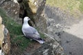 Seagull cliff