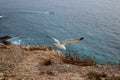 Seagull on cliff start to fly. Royalty Free Stock Photo