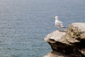 Seagull on cliff top