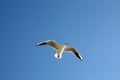 Seagull close flying