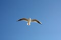 Seagull close flying