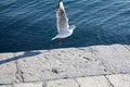 Seagull close flying