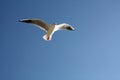 Seagull close flying