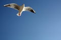 Seagull close flying