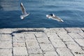 Seagull close flying