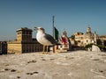 Seagull close up with city of Rome in background.