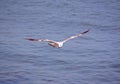 Seagull Royalty Free Stock Photo