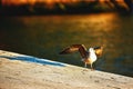 Seagull close up at lisbon ambankment