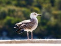 Seagull close-up in the port. sea bird