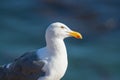 Seagull, close up portrait of bird on the beach with dark blue sea background Royalty Free Stock Photo