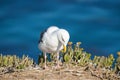 Seagull, close up portrait of bird on the beach with dark blue sea background Royalty Free Stock Photo