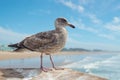 Seagull, close up portrait of a bird, beautiful blue sea, and cloudy sky background Royalty Free Stock Photo