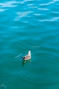 Seagull close up portrait Royalty Free Stock Photo