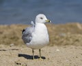 Seagull Stock Photo and Image. Close-up profile view standing in sand by with blur water background in its environment and habitat Royalty Free Stock Photo