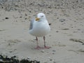 Seagull close-up on sand beach