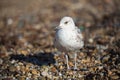 Seagull close-up on the sea pebbles. Nature.