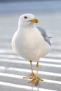 A seagull close up. Royalty Free Stock Photo