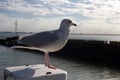 Seagull close up