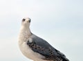 The seagull is closeup standing on a stone Royalty Free Stock Photo