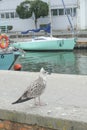 seagull closeup across the boats on the water in Viareggio, Italy