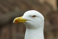 Seagull in closeup with all its details of eyes and beak in the background a Roman Colosseum, Roma, Italy. Top view. Royalty Free Stock Photo