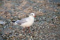 Seagull closeup on the beach