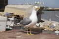 Seagull closeup Royalty Free Stock Photo