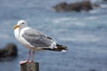 Seagull Closeup and Ocean