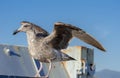 Seagull closeup on the Santa Cruz pier, California