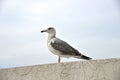 The seagull is closeup standing on a stone Royalty Free Stock Photo