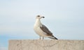 The seagull is closeup standing on a stone Royalty Free Stock Photo