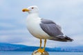 Seagull closeup view Heybeliada ferry port pier Turkey