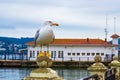 Seagull closeup view Heybeliada ferry port pier Turkey