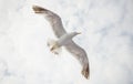 Seagull on a cloudy sky Royalty Free Stock Photo