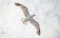 Seagull on a cloudy sky