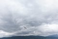 Seagull in cloudy sky. Seagull flying in cloudy sky. Seagull flying over fjord