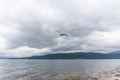 Seagull in cloudy sky. Seagull flying in cloudy sky. Seagull flying over fjord